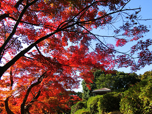 実際に行った 深紅の世界 神戸でおすすめの紅葉人気スポット 兵庫県の秋散歩 神戸ランチドットコム