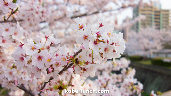 神戸三宮生田川 桜