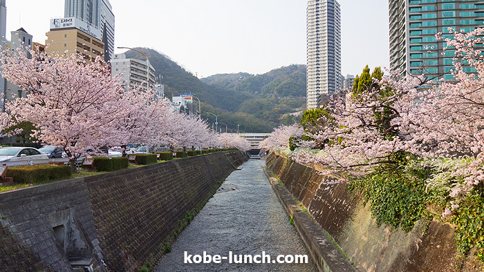 神戸三宮生田川 桜