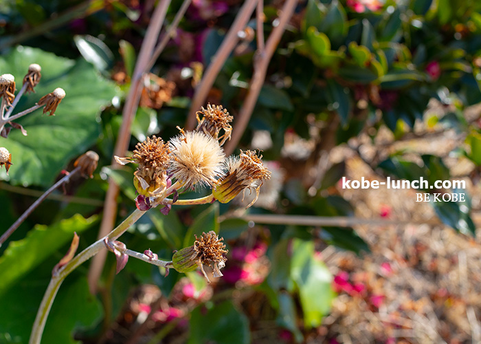 ポートアイランド しおさい公園