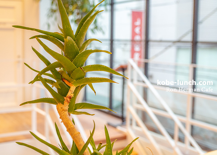 ロンハーマン神戸リニューアル