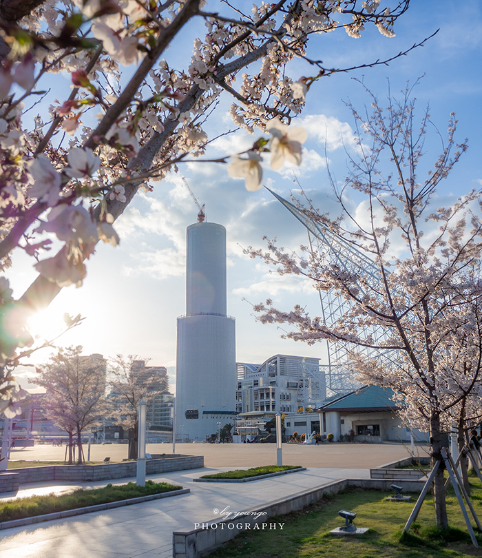 ポートタワーの桜