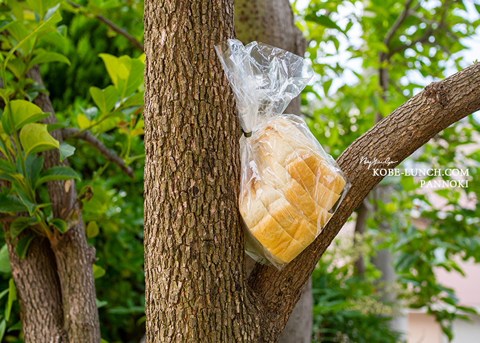 ぱんのき。食パン
