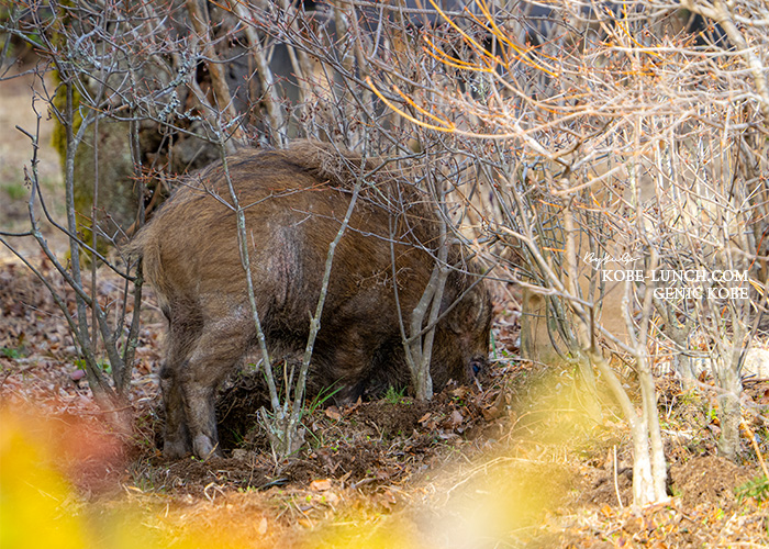 掬星台のイノシシ