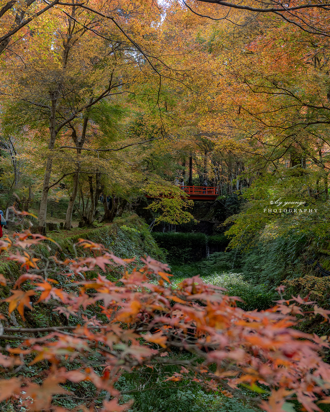 京都三千院の紅葉