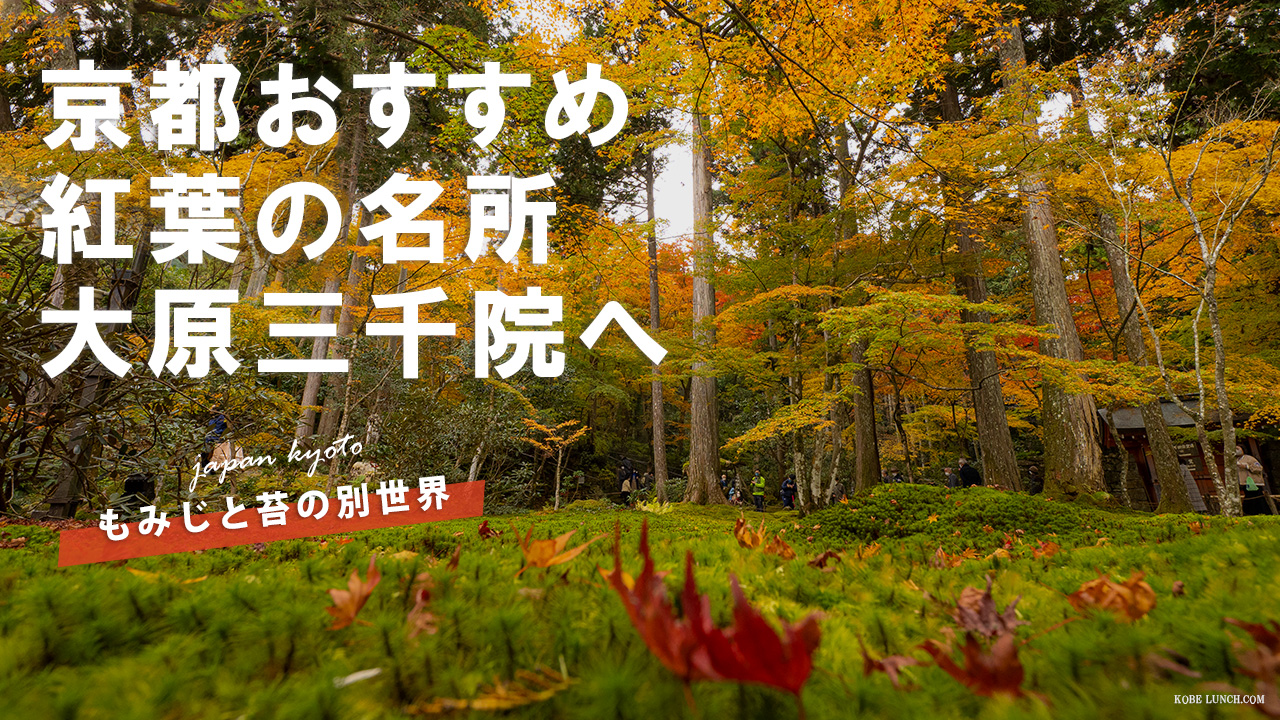 京都大原三千院で苔と紅葉の絶景を楽しみました！【訪問動画で紹介】
