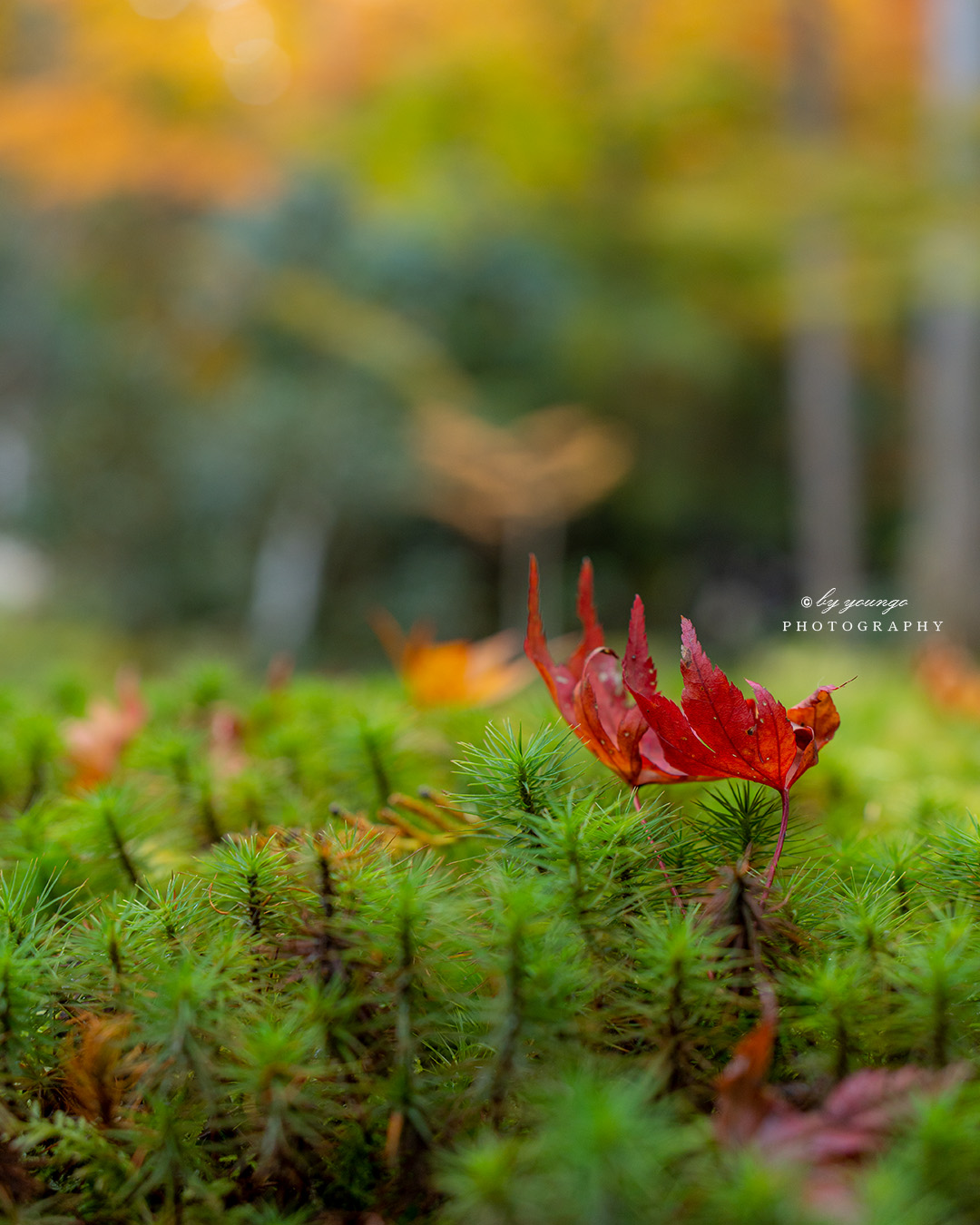 京都大原三千院